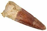Fossil Spinosaurus Tooth - Real Dinosaur Tooth #348632-1